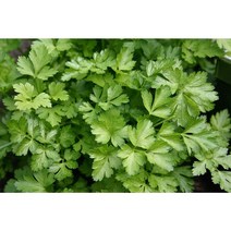 이탈리안 파슬리씨앗(Parsley) 일반종 200립 (CN), 1개