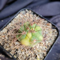 [메카다육]61-1105 선인장 신천지금(국내실생) 화분포함 다육식물