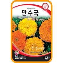 만수국 씨앗 60립 / 꽃씨몰 씨앗 종자 아프리칸 메리골드 취부용 천수국 marigold