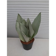 문샤인/산세베리아/3촉