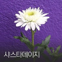 코리아팜 샤스타데이지1kg