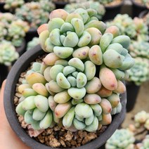 다육식물(라울 군생) (랜덤 발송), 1개