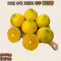 제주 가정용 선물용 제철 황금향, 3kg(7~15과), 1개