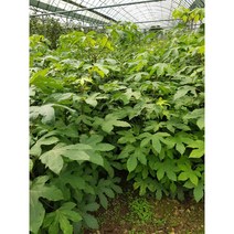 솜털가시오가피묘목 1년생포트묘 2년생 특묘 상묘 중묘 특용수 약용수 서울농원묘목, 솜털가시오가피 2년생 특묘