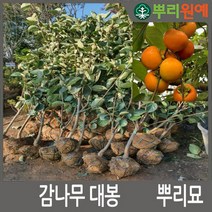 감나무 묘목 대봉감나무 2년생