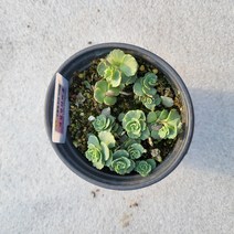 세잎꿩의비름 세덤 랜덤발송