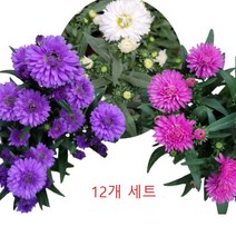 골드씨드 야생화 아스타 모종 12개 세트 2종 셀프조경 노지월동식물 전원주택조경 가을꽃 국화 여러살이해풀 아스타 포트, 반반