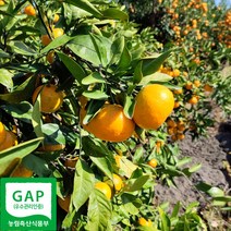 제주 노지 감귤 3kg 6kg 10kg 제주직송 GAP인증, 제주노지감귤_10kg
