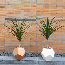 Wgarden 드라세나 드라코 개업화분 공기정화식물 인테리어화분, 골드(경기지역배송), 1개
