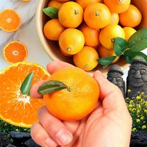 제주 감귤 서귀포 효돈 프리미엄 고당도 하우스 귤, 5kg 소과 (2S - S), 제주도 하우스감귤
