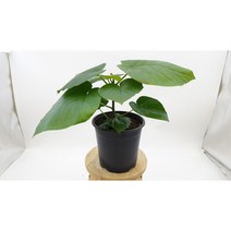움베르타 중소품17x15(화분폭x세로) 산소탱크 잎큰 공기정화식물