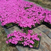 진안고원 꽃잔디 꽃잔디포트 50본 진분홍