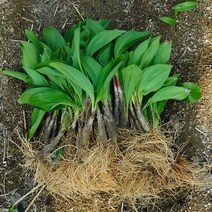 파머대디 튼튼한 산마늘 모종 5년생 100촉 울릉도 종 명이나물 뿌리 종근 씨앗 재배