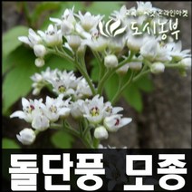 돌단풍 모종10개국산