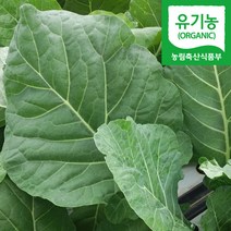 직송 담양 유기농 케일 즙용 녹즙용, 1박스, 2kg