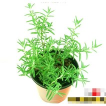 허브Herb/채소식물 크리핑로즈마리 모종 4개 (L0291)