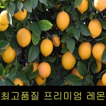 고씨네 특급 레몬3KG 레몬청만들기 레몬즙 레몬효능, 특급 레몬 3kg, FREE