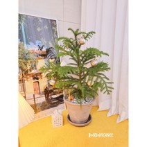 아라우카리아 크리스마스나무 트리 60cm이상 천식 아토피에좋은식물 기린피규어증정, 식물만기본포트(분갈이x)