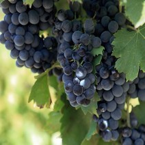 고씨네 특급 아도라포도1kg 크림슨포도 수입포도 포도, 1