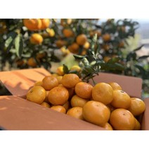 [맨도롱 감귤] - 제주도 서귀포 감귤 5kg 10kg 감귤, 5kg 대과(L-2L)