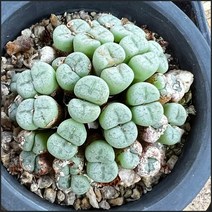 올식스 털차우바니에 83 코노피튬 리톱스 메셈 다육 식물 다육이 키우기, 1개