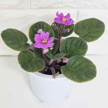 바이올렛 꽃 키우기 실내인테리어식물 관엽식물 아프리칸바이올렛, 본상품선택, 1개