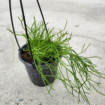 봄바람가든 립살리스 행잉 꼼꼼한포장 실내식물 관엽식물