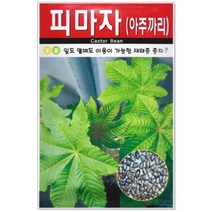 아람종묘 피마자씨앗 아주까리씨앗 50립