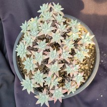 [메카다육]35-1022 화이트그리니(두들레야)화분포함 다육식물 선인장 다육금 다육철화 두들레야 아프리카식물 코노피튬 하월시아 수입다육이 국민이, 1개