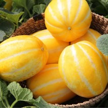 성주 참외 꿀 고당도 제철 가정용, i)성주참외 5kg (혼합)