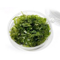 물미역 모스 음성수초 1통 (7cm).미미네아쿠아, 1개