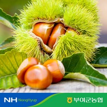 [부여군농협] 굿뜨래 햇 알밤 4kg 특사이즈, 1개