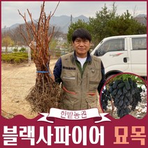 블랙사파이어 가지포도나무 묘목 접목 대목 18808 유실수 과실수 나무키우기 원예 가든, 삽목