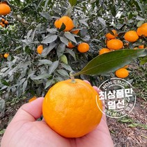 [오늘의마켓] 제주도 고당도 설국향 수라향 신비향 아스키 실속형 로얄과 선물용 3kg 5kg 10kg 13브릭이상, 혼합10kg, 설국향 10kg