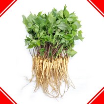 고흥농장 새싹삼 새싹인삼 효능 장뇌삼먹는법 업소용 식당용 당일수확 소 중, 소-20cm 내외 (100뿌리)