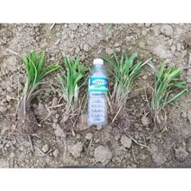 맥문동 모종(묘목) 판매(7촉), 1개