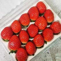 담양 생 딸기 설향딸기 선물 특대과 대과 맛좋은 딸기1kg 500g, 딸기특대과1kg