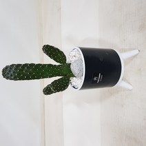 베스트플랜트 만세선인장 소품 삼발이스탠드