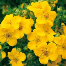 노랑물싸리 8cm포트(4개) 노지월동 여러해살이 천지가야생화, 4개