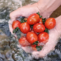 싱싱한 하루 당일 수확 대추 방울 토마토 2kg 5kg 간식용 산지직송, 방토 5kg (4번) 소과