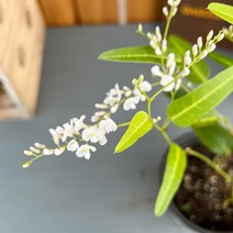 가꾸다 흰싸리나무 싸리나무 흰꽃 야생화 봄꽃