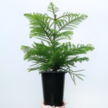 꽃파는농부 - 크리스마스 트리로 쓰이는 공기정화식물 아레오카리아(아라우카리아), 중품(너비:17cm/높이:60cm내외)