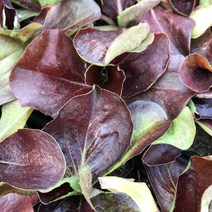 청년농부 각종 상추모종 5개 튼실한 쌈채소 주말농장 베란다텃밭 옥상텃밭 채소키우기, 레드치커리