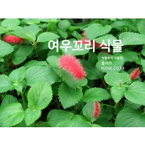 여우꼬리, 1개
