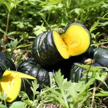 [산지직송] 함평 하우스 햇 미니 단호박(밤호박) 1kg/2kg/4kg, 2kg