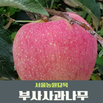 서울농원묘목/기둥사과 나무 묘목 1년생 H0.9~1.0m 부사 홍로 사과나무