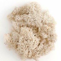 비바리움 이끼테라리움 액자 1 가방 인공 불멸의 이끼 멀티 컬러 diy 녹용 이끼 마이크로 풍경 인공 이끼 시뮬레이션 녹색 식물 잔디, 하얀