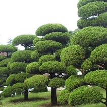 묘목/가이즈까 향나무 삽목3년/10주 SK386, 1개