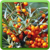 비타민나무씨앗 20g 산자나무씨앗 수목종자 조경 과수 비타민나무씨