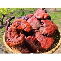 지리산 산청 약초 영지버섯 차 500g 건조 원형 자연산 국내산, 1개